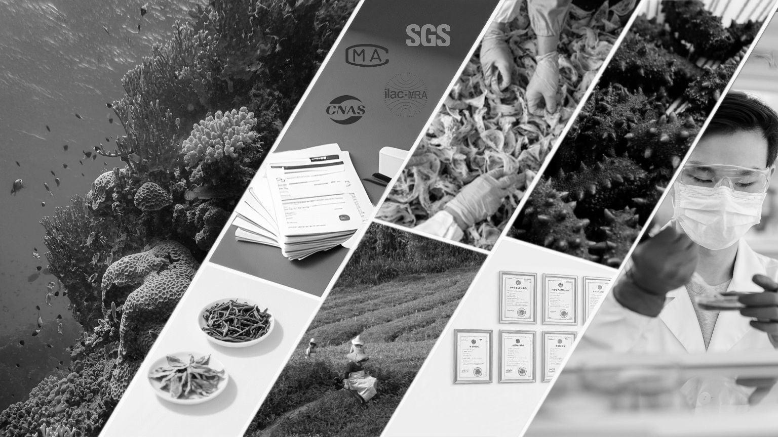 燕子与海工艺展示