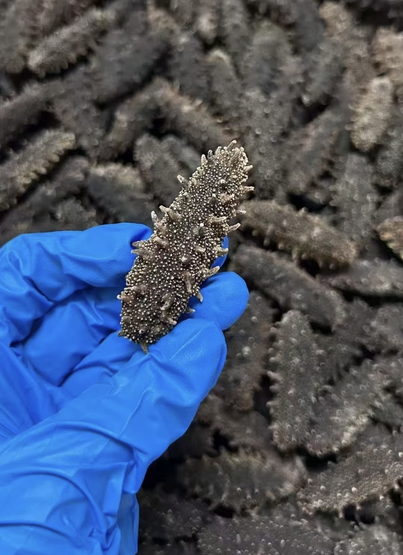 大连底播干海参